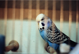 costco photo digitizing